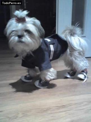 Foto del perro Caramelo