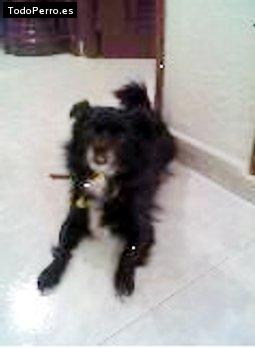 Foto del perro Roky