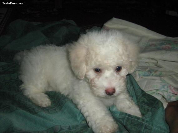 Foto del perro Cosmo