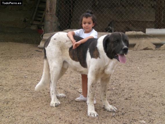 Foto del perro Yako