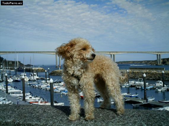 Foto del perro Fiti