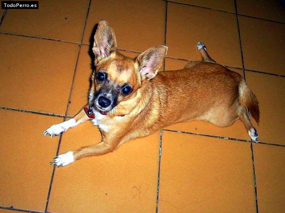 Foto del perro Tabata