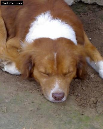 Foto del perro Terry