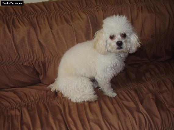 Foto del perro Coddy