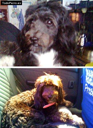 La foto del perro Coka Foto del perro Coka