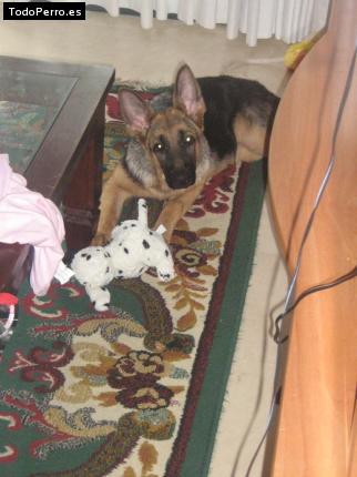 Foto del perro Candy