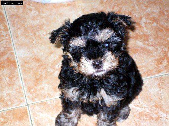 Foto del perro Bayron