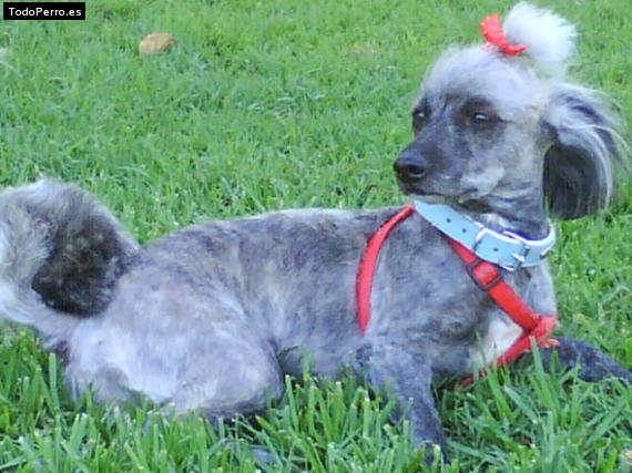 Foto del perro Reina