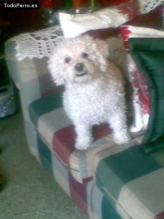 Foto del perro Teddy
