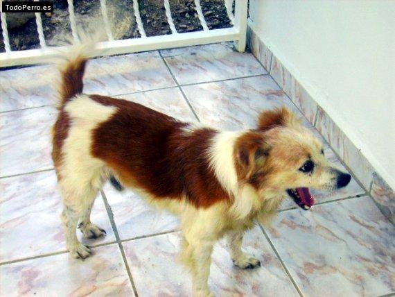 Foto del perro Cano padilla