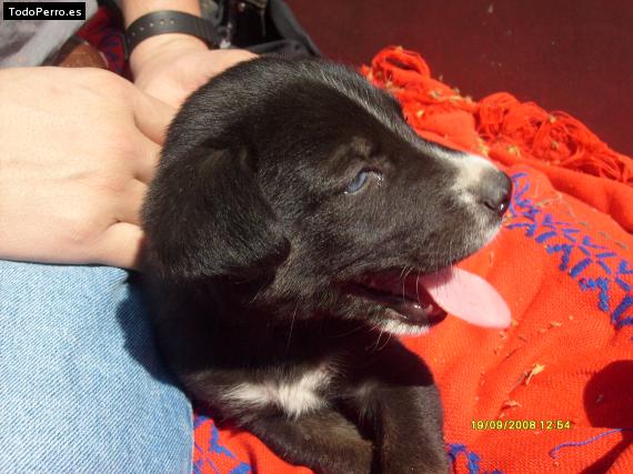 Foto del perro Ayudante de santa