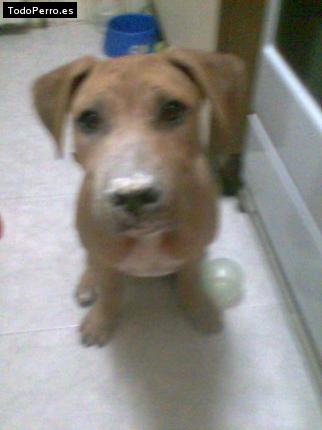 Foto del perro Taisson