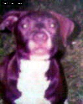 Foto del perro Sami