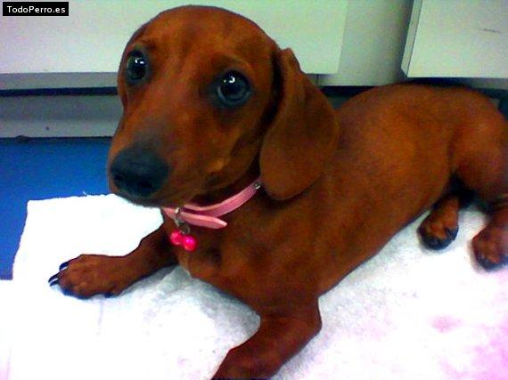 Foto del perro Britney