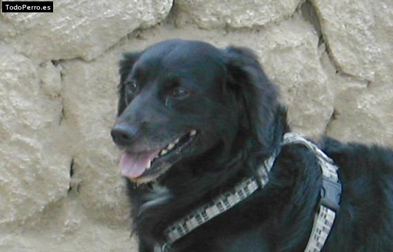 Foto del perro Toni