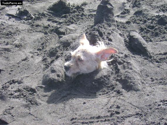 Foto del perro Trisky