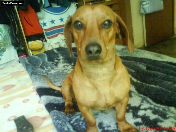 Foto del perro Chato