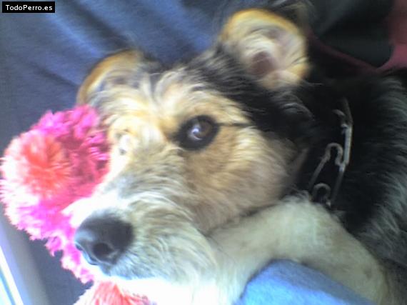 Foto del perro Tony