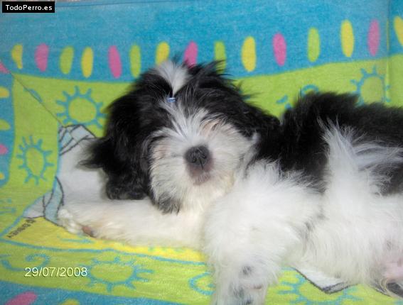 Foto del perro Snow