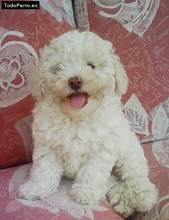 Foto del perro Romeo