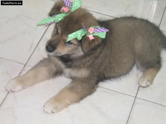 Foto del perro Canelita