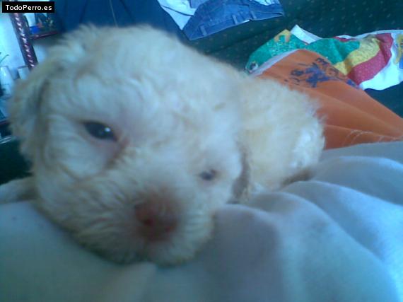 Foto del perro Camsia