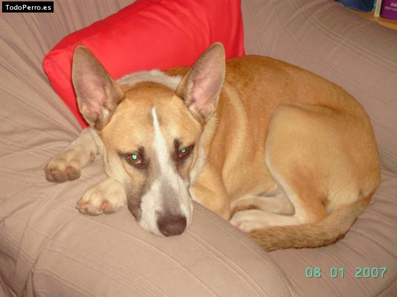 Foto del perro Tomasso