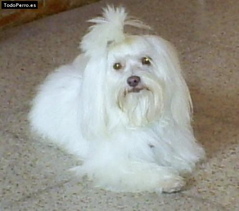 Foto del perro Ignacio