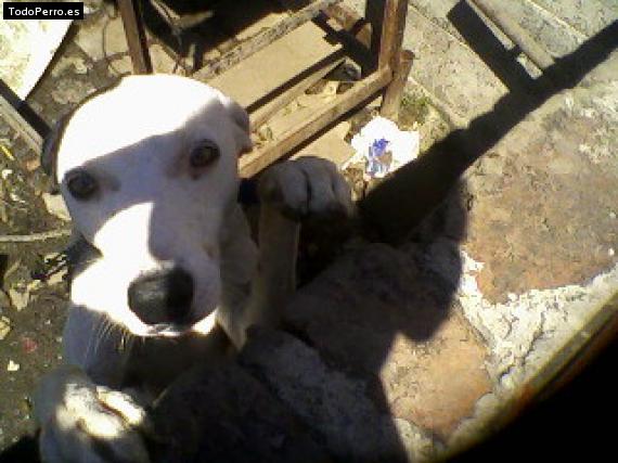 Foto del perro Taz