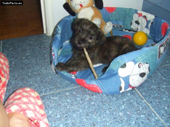 Foto del perro Rufy