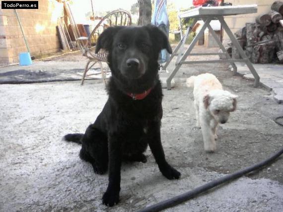 Foto del perro Jade