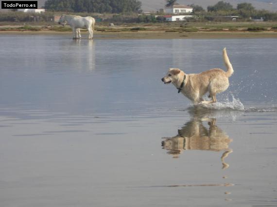 Foto del perro Blanco