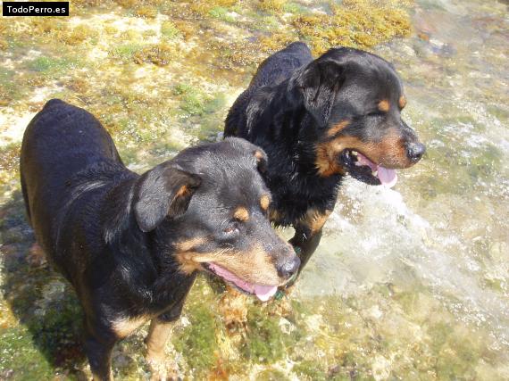 Foto del perro Kira y bou