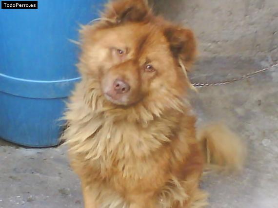 Foto del perro Chocolate