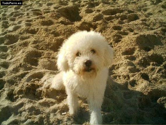 Foto del perro Estrella