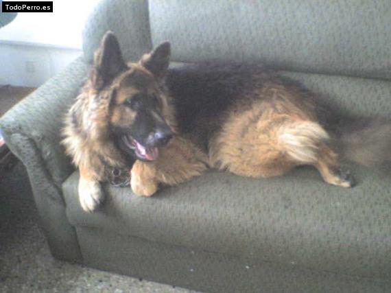 Foto del perro Rex