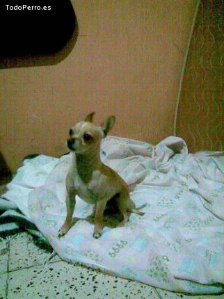 Foto del perro Baboshin