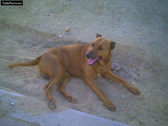 Foto del perro Tony