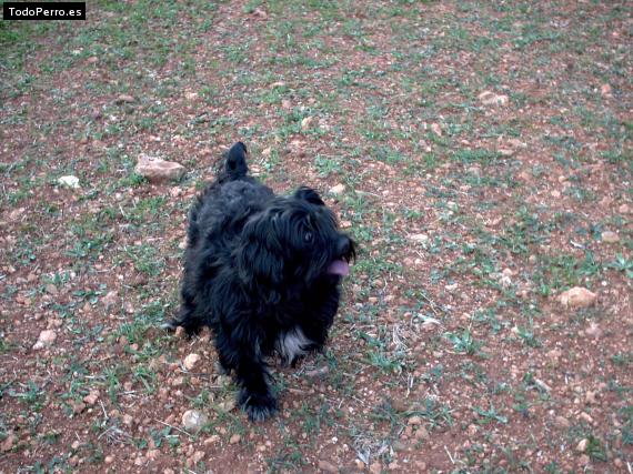 Foto del perro Lulu