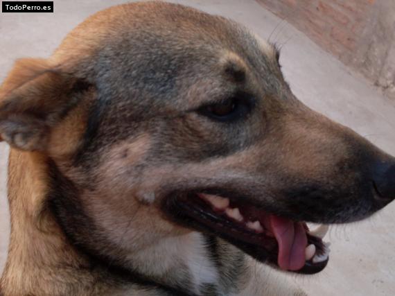 Foto del perro Chicha