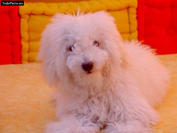Foto del perro Sipy