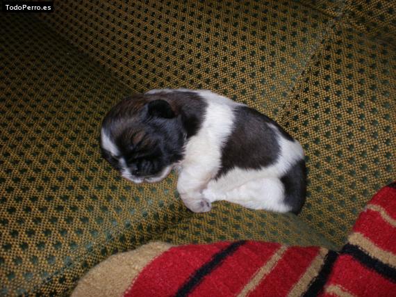 Foto del perro Isidoro