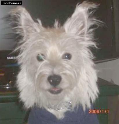 Foto del perro Whisky