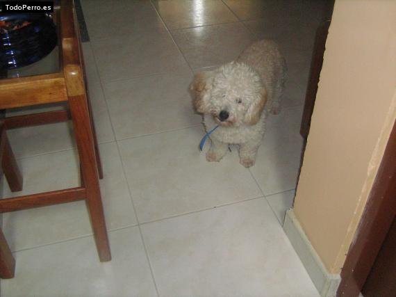 Foto del perro Tobby