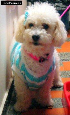 Foto del perro Sussy