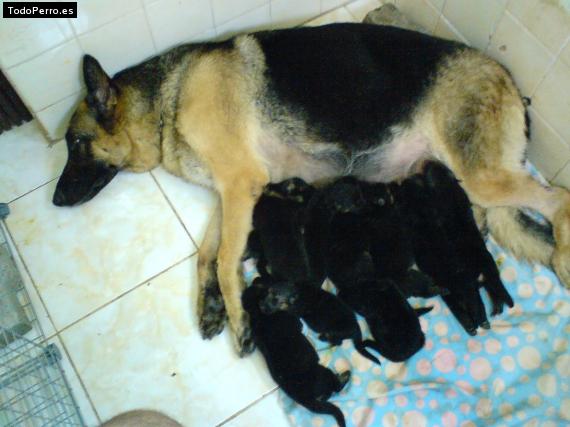 Foto del perro Enya