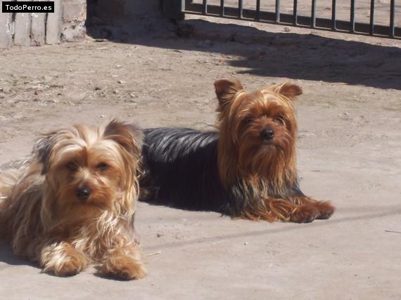 Foto del perro Shoster y shaky