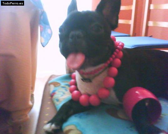 Foto del perro Diva