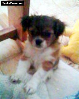 Foto del perro Tiziano