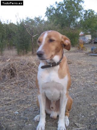 Foto del perro Terri